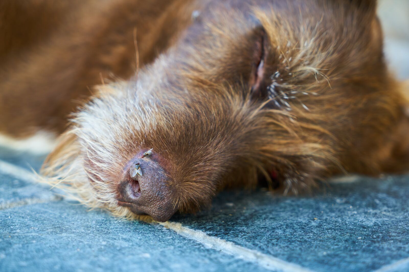 Sony a7R II sample photo. Dog, sleep, dead photography
