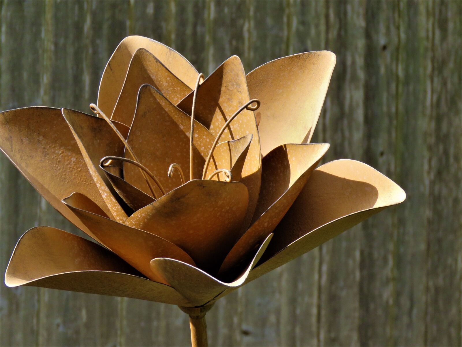 Canon PowerShot SX60 HS sample photo. Flower, metal, massive photography