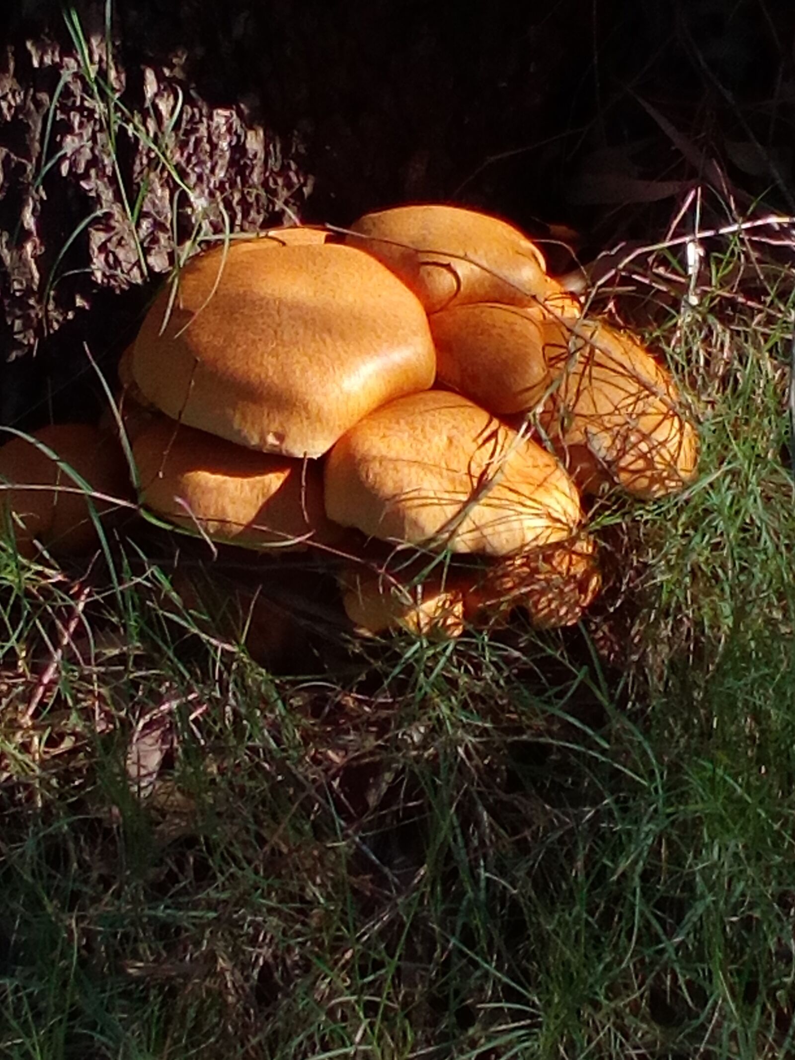 HUAWEI Y6 Elite sample photo. Fungi found in perth photography