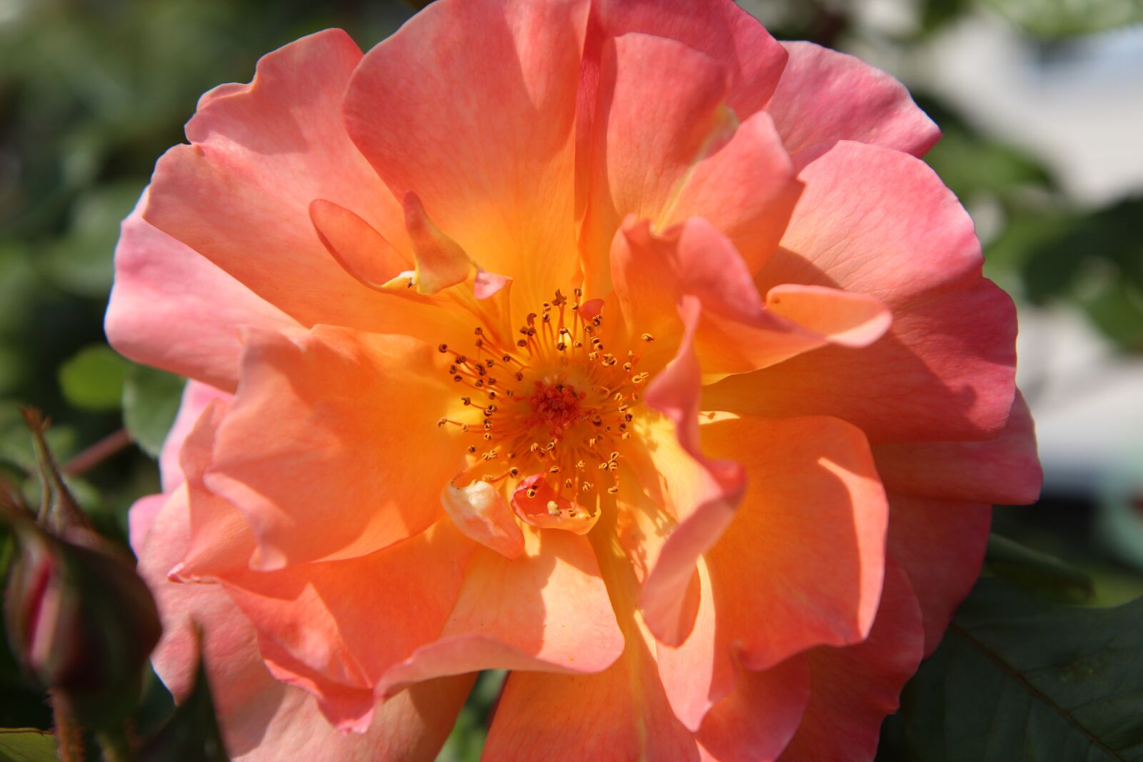 Canon EOS 600D (Rebel EOS T3i / EOS Kiss X5) sample photo. Pink, orange rose, rosebush photography