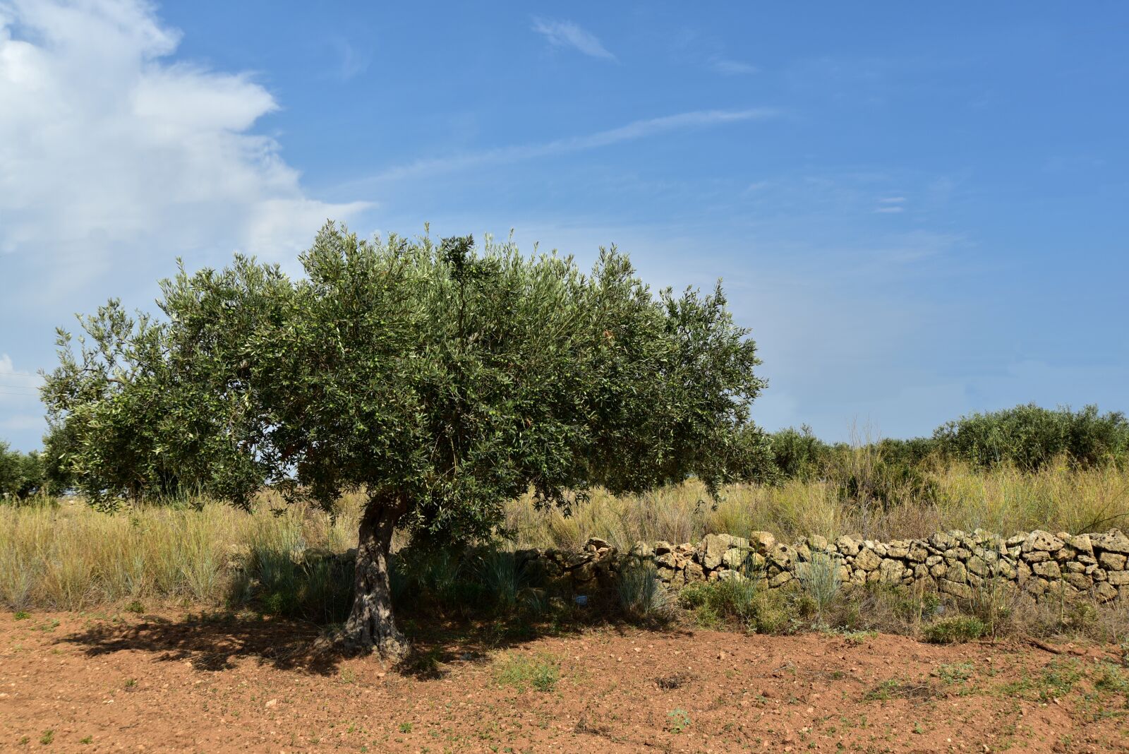 Nikon D750 sample photo. Olive tree, olive field photography