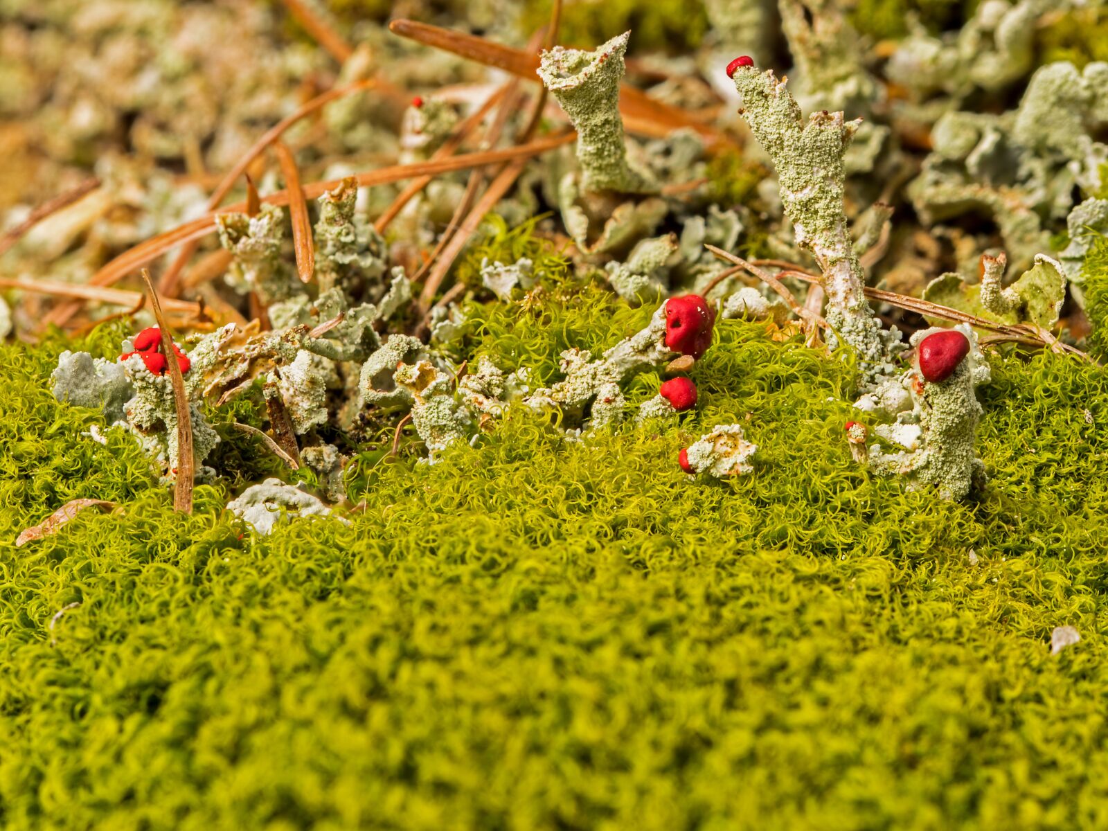 Tamron SP AF 60mm F2 Di II LD IF Macro sample photo. Lichen, pillar lichen, rotfr photography