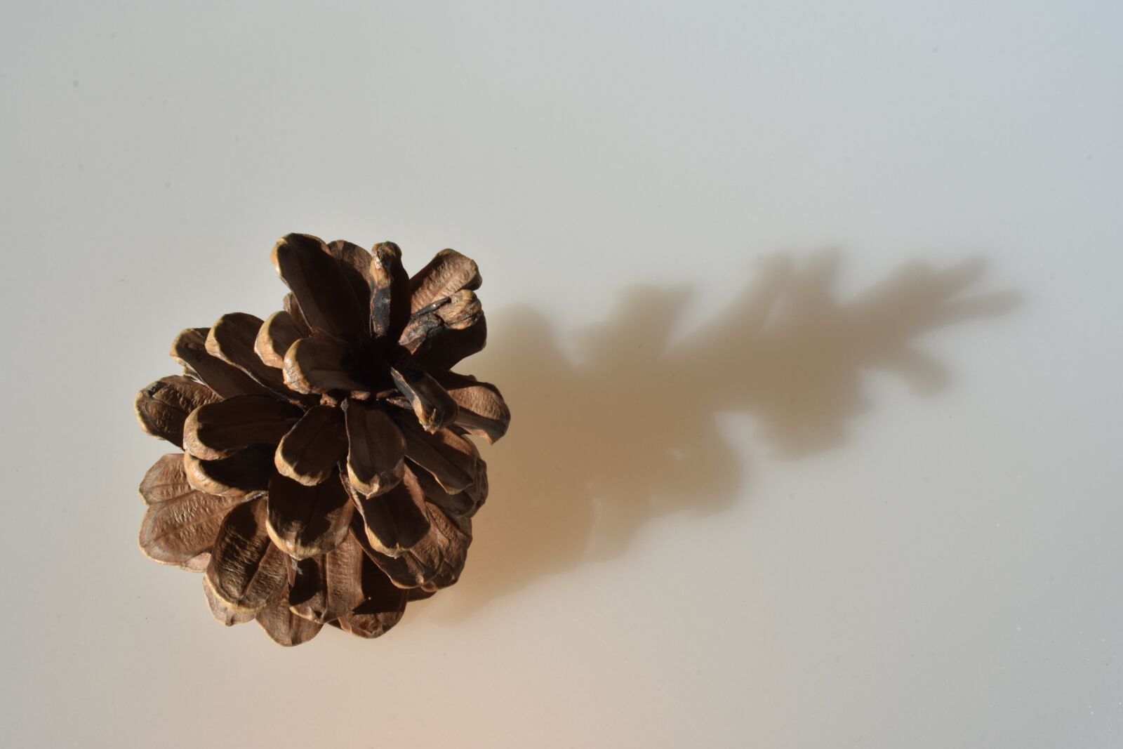 Nikon D3400 sample photo. Pine cone, pine, nature photography