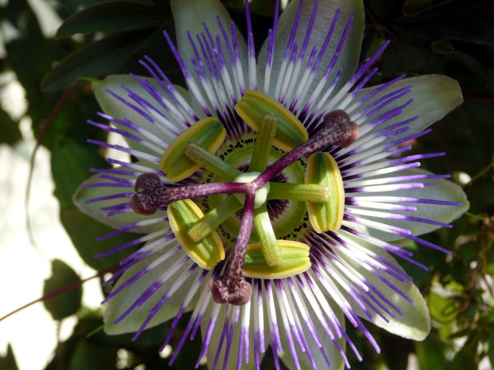 Panasonic DMC-TZ3 sample photo. Passion flower, mediteran, plant photography