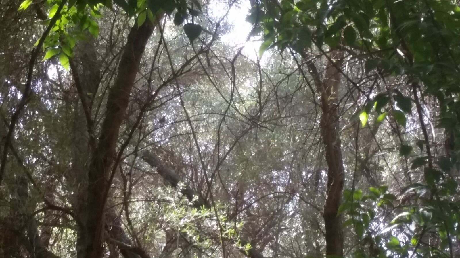 Samsung Galaxy S5 sample photo. Jungle, pathway, way photography