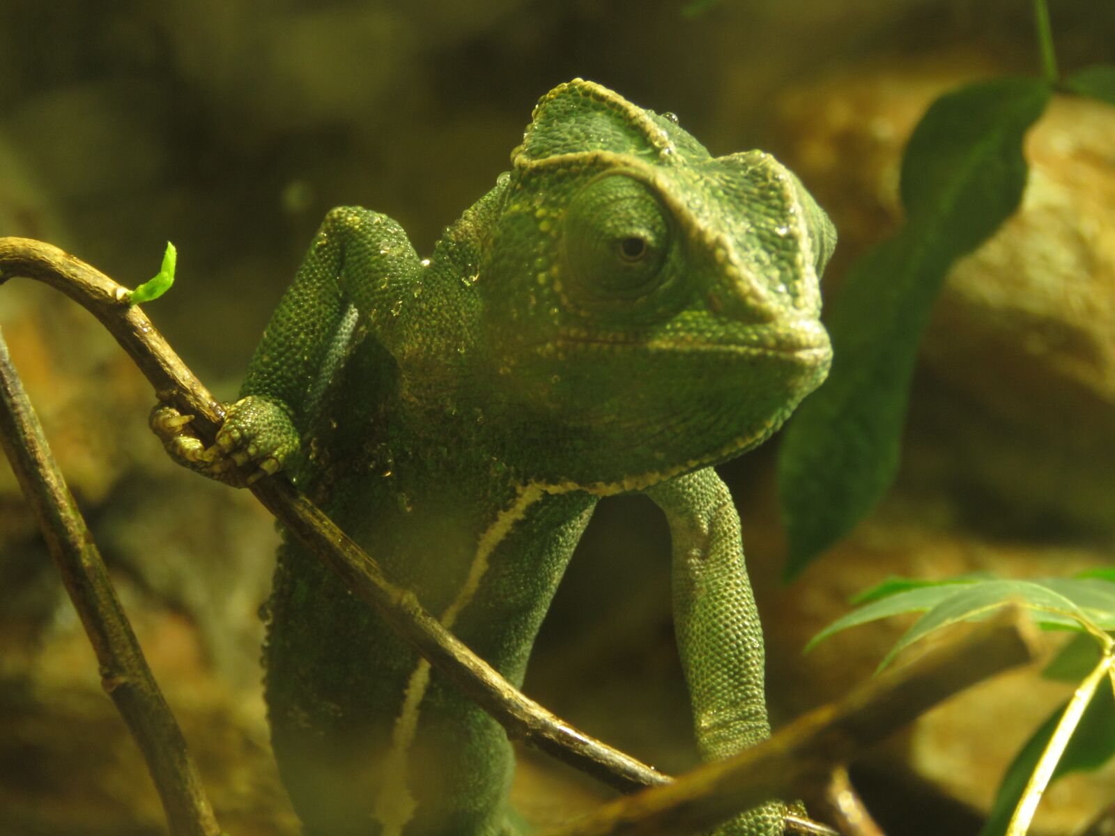 Canon PowerShot SX60 HS sample photo. Chameleon, animal, animals photography