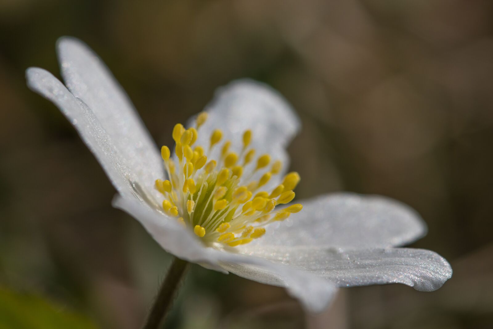 Canon EF 100mm F2.8L Macro IS USM sample photo. Anemones, the nature of photography