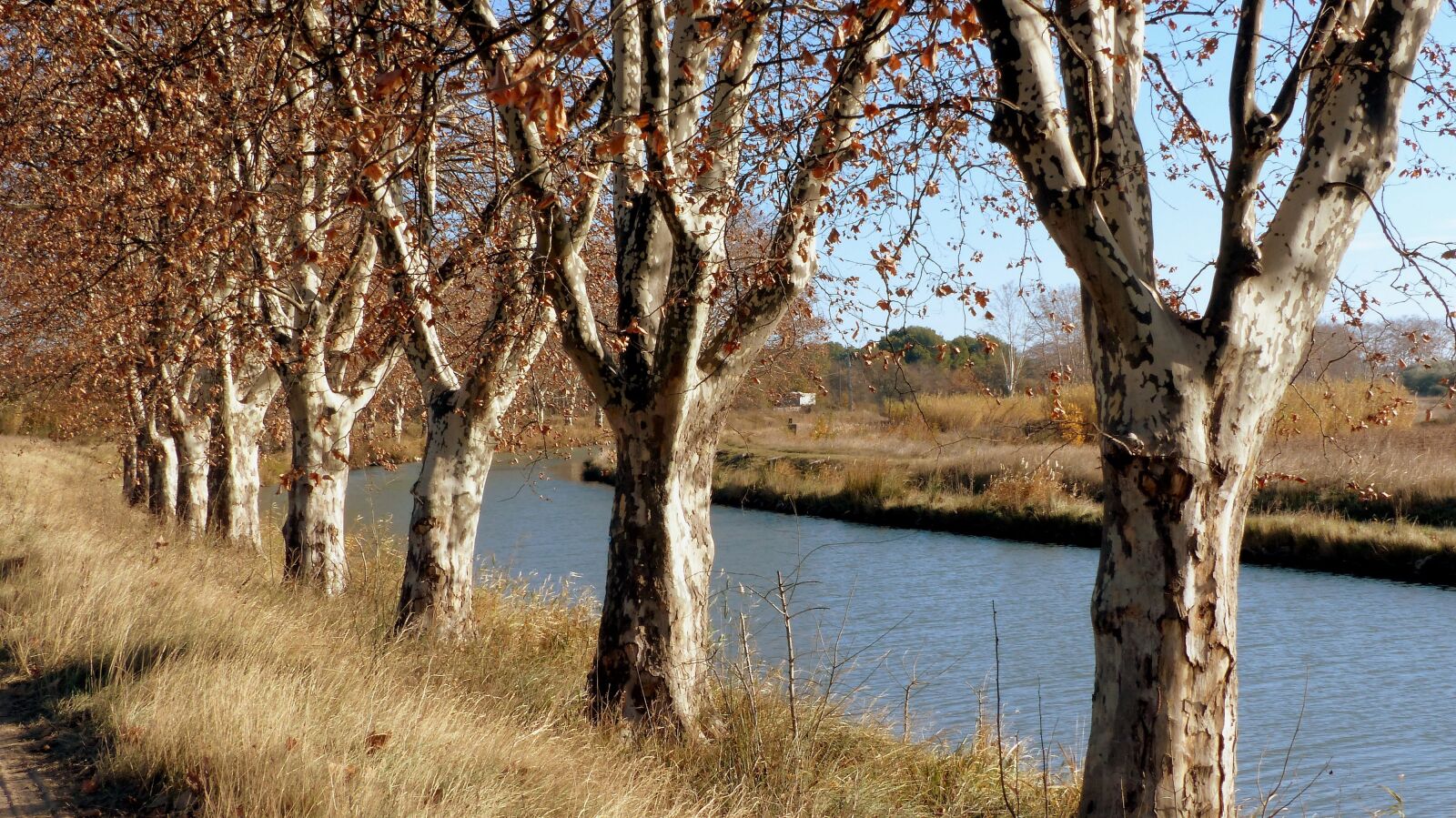 Panasonic Lumix DMC-FZ200 sample photo. Nature, tree, channel photography