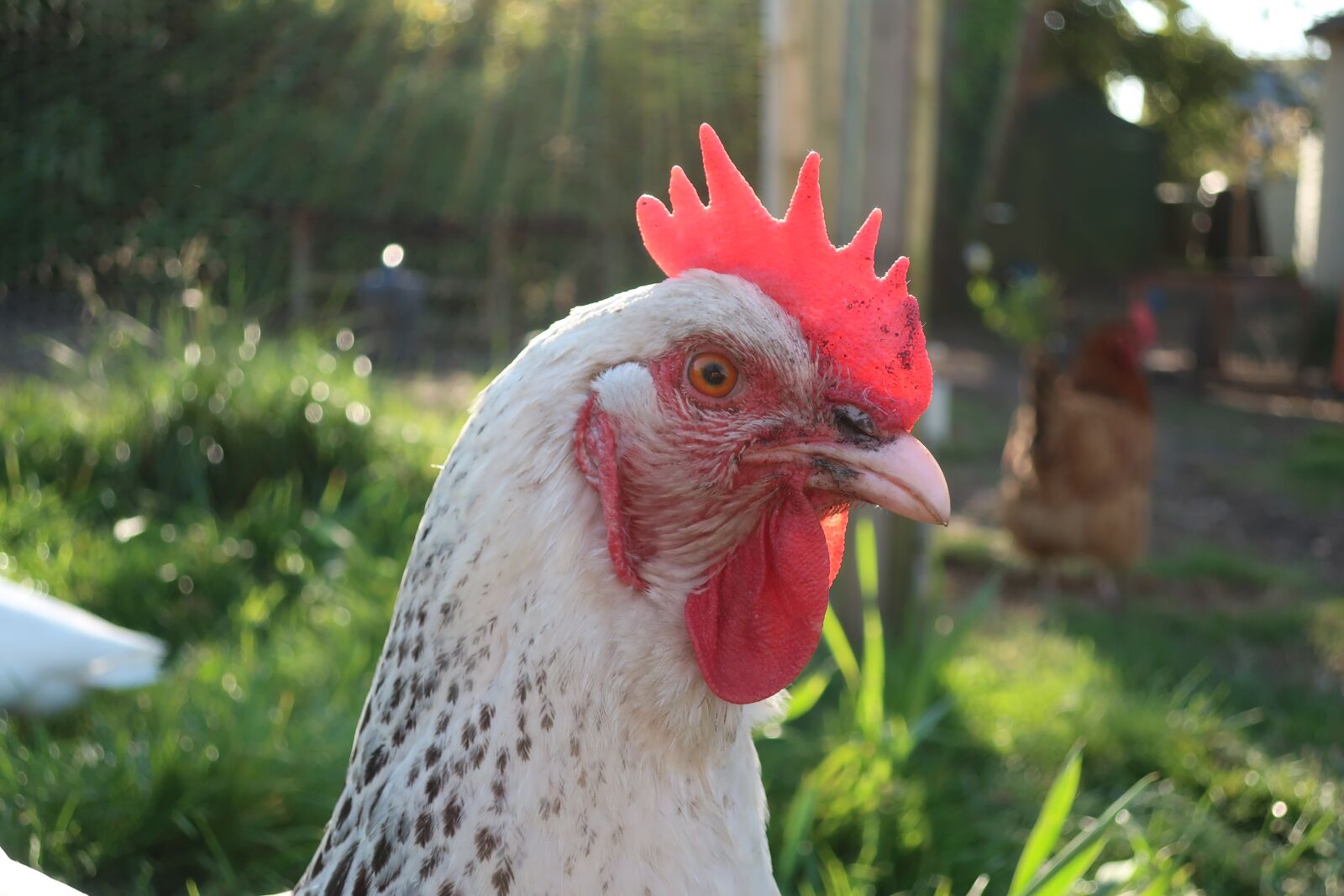 Canon PowerShot G9 X Mark II sample photo. Hen, sussex, chicken photography