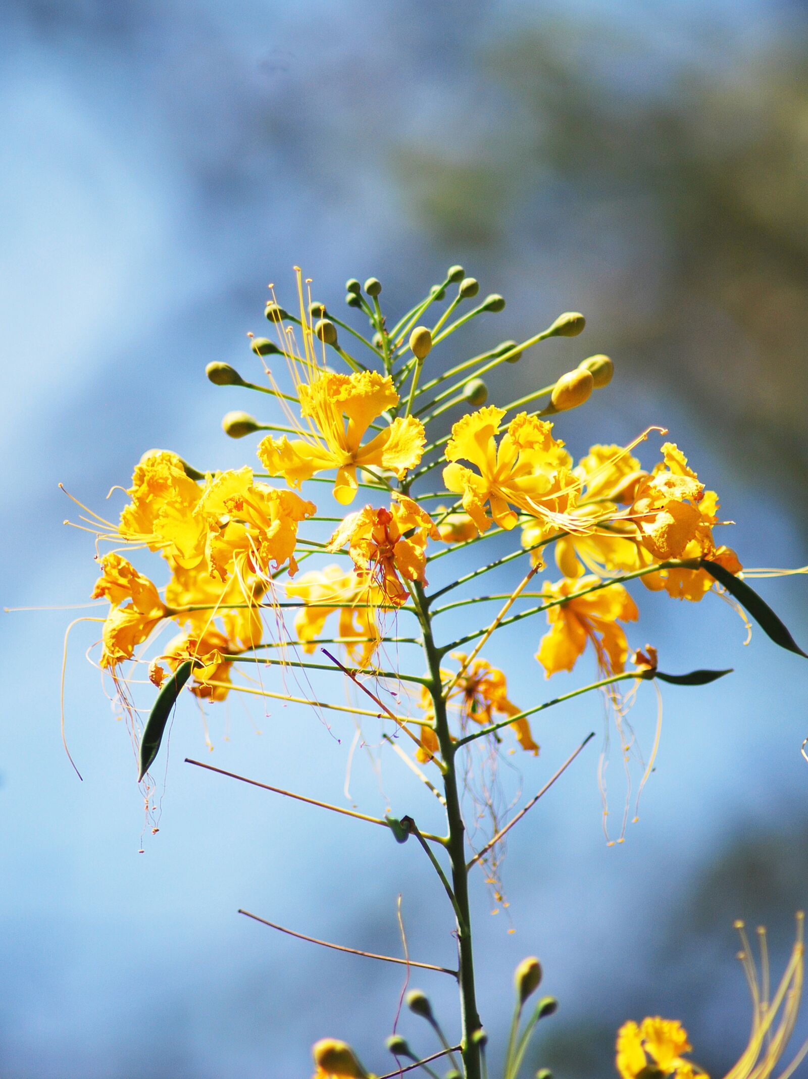 Nikon D60 sample photo. Floral, plant, natural photography