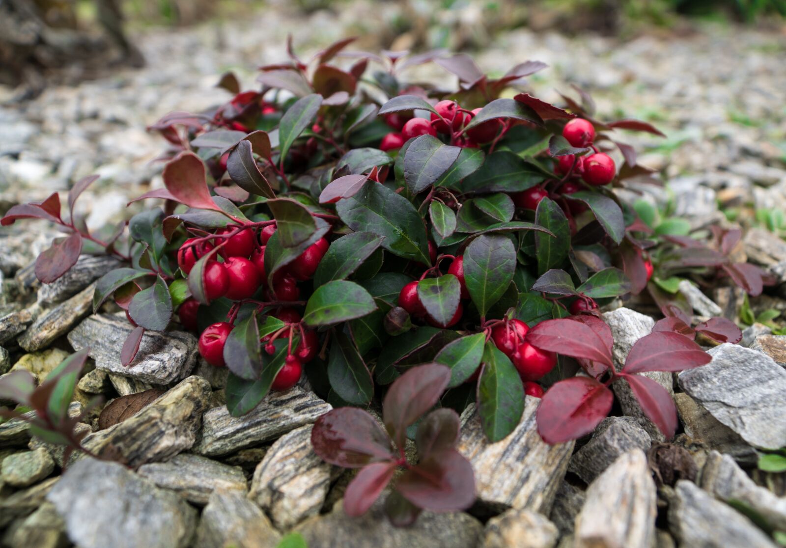 Sony DT 16-50mm F2.8 SSM sample photo. Nature, red, fruits photography