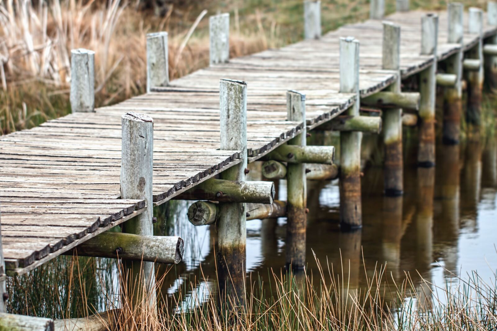 Canon EOS 70D sample photo. Bridge, wood, lake, plant photography