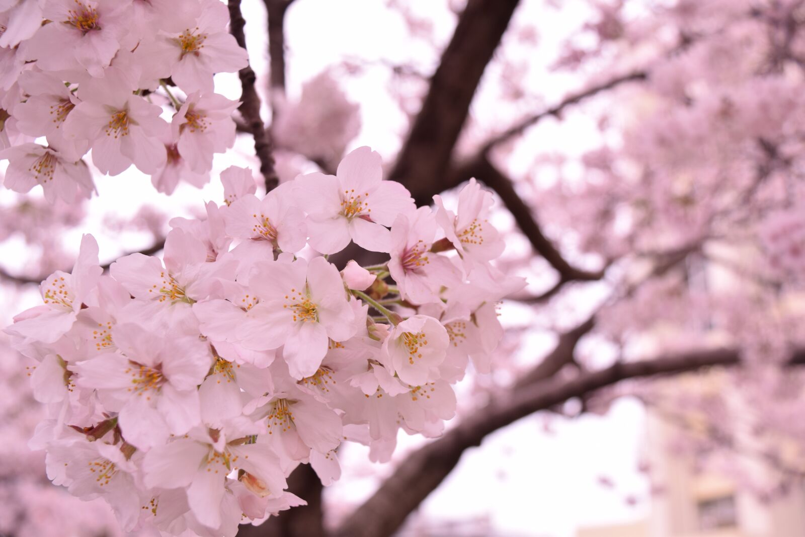Nikon D5300 sample photo. Cherry, flowers, branch photography
