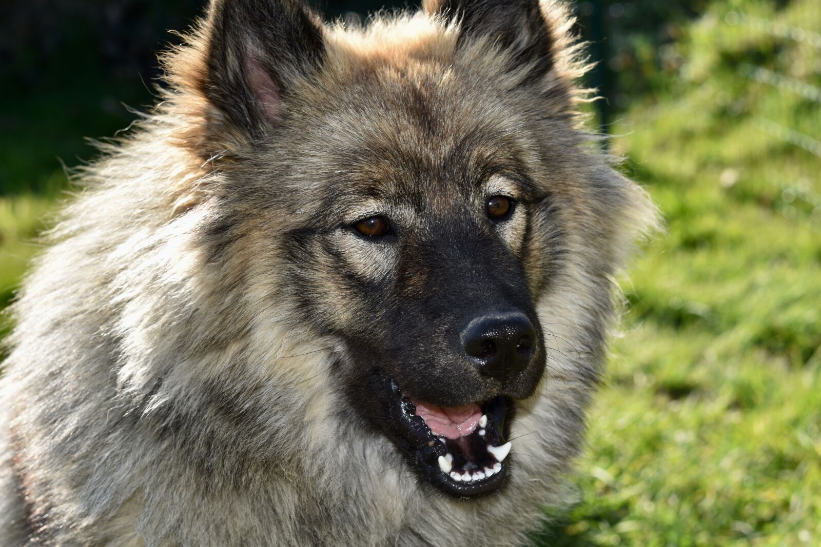 Nikon D5600 sample photo. Dog, bitch, dog eurasier photography