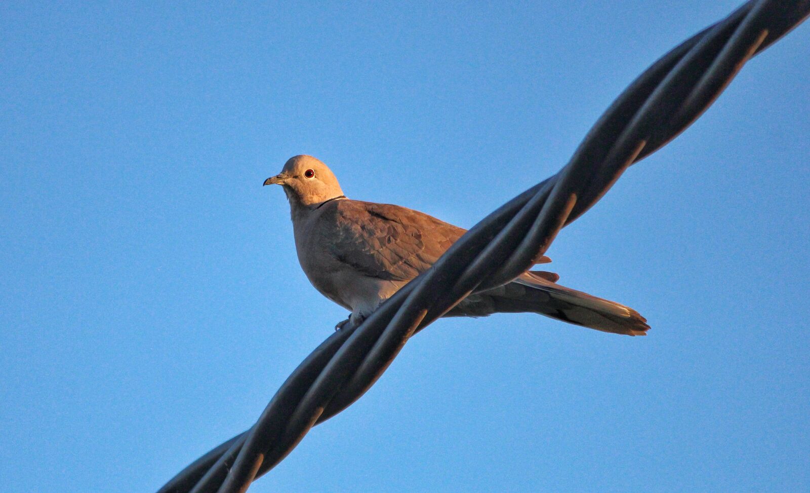 Canon EOS 600D (Rebel EOS T3i / EOS Kiss X5) sample photo. Bird, ave, tortola photography