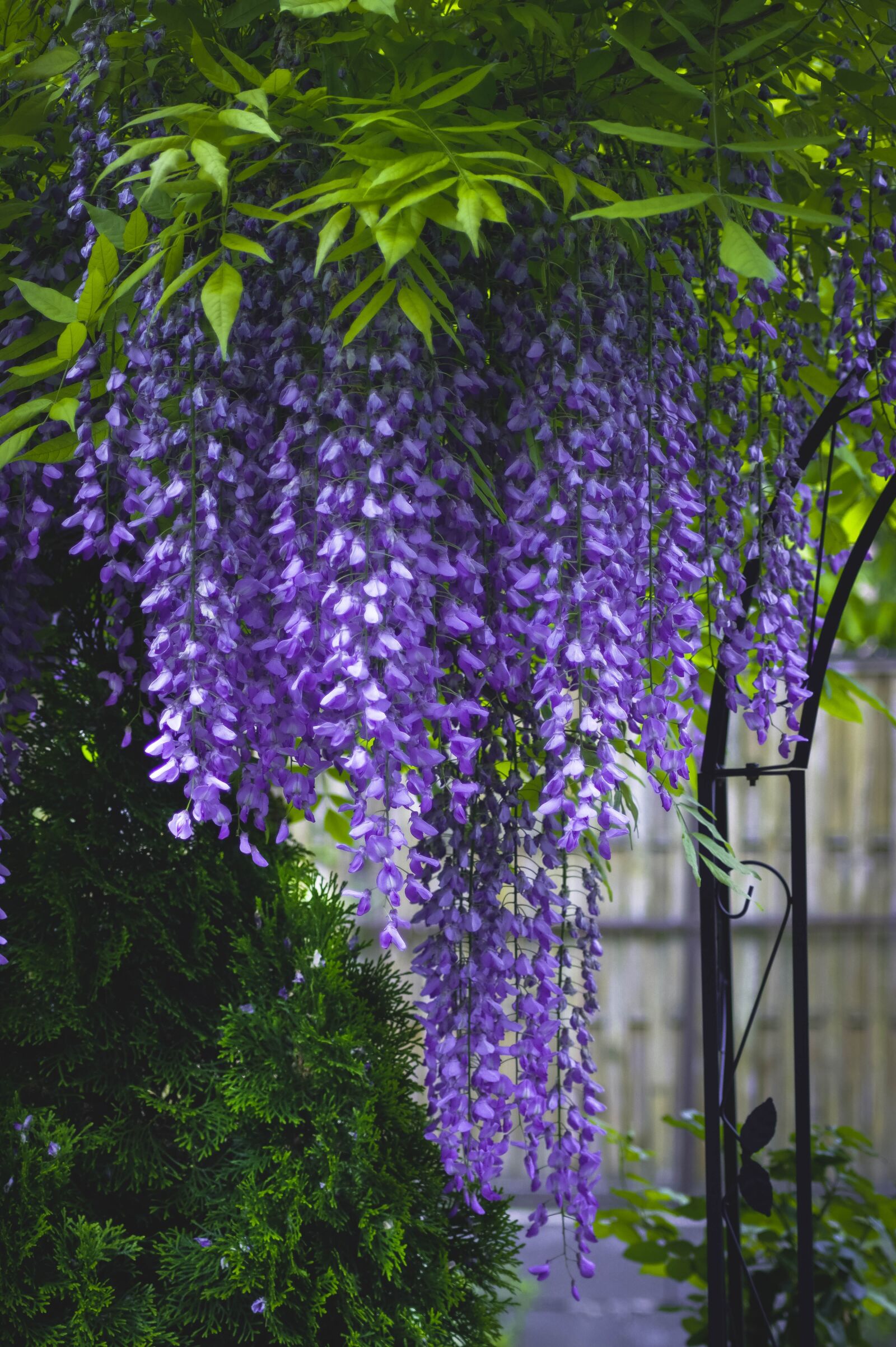 Pentax K-3 sample photo. Purple, garden, green photography