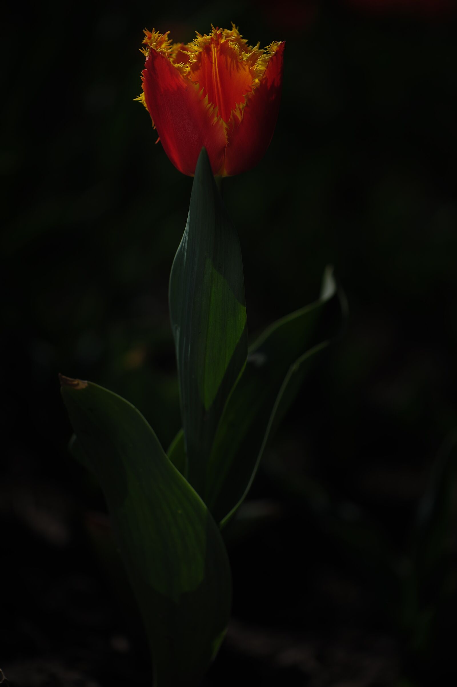 Nikon D700 sample photo. Tulip, flower, spring photography