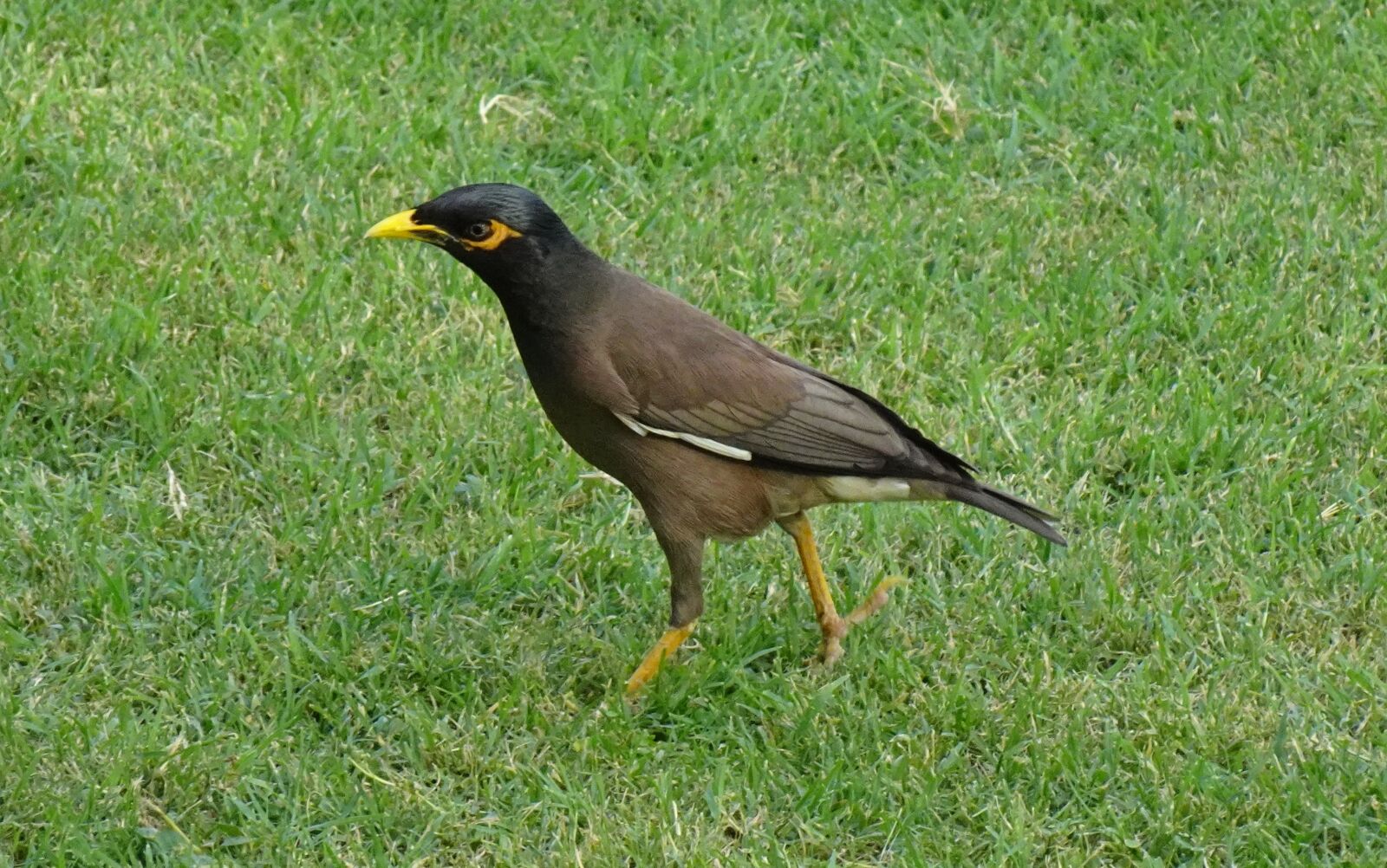 Sony DSC-WX800 sample photo. Common myna, indian myna photography