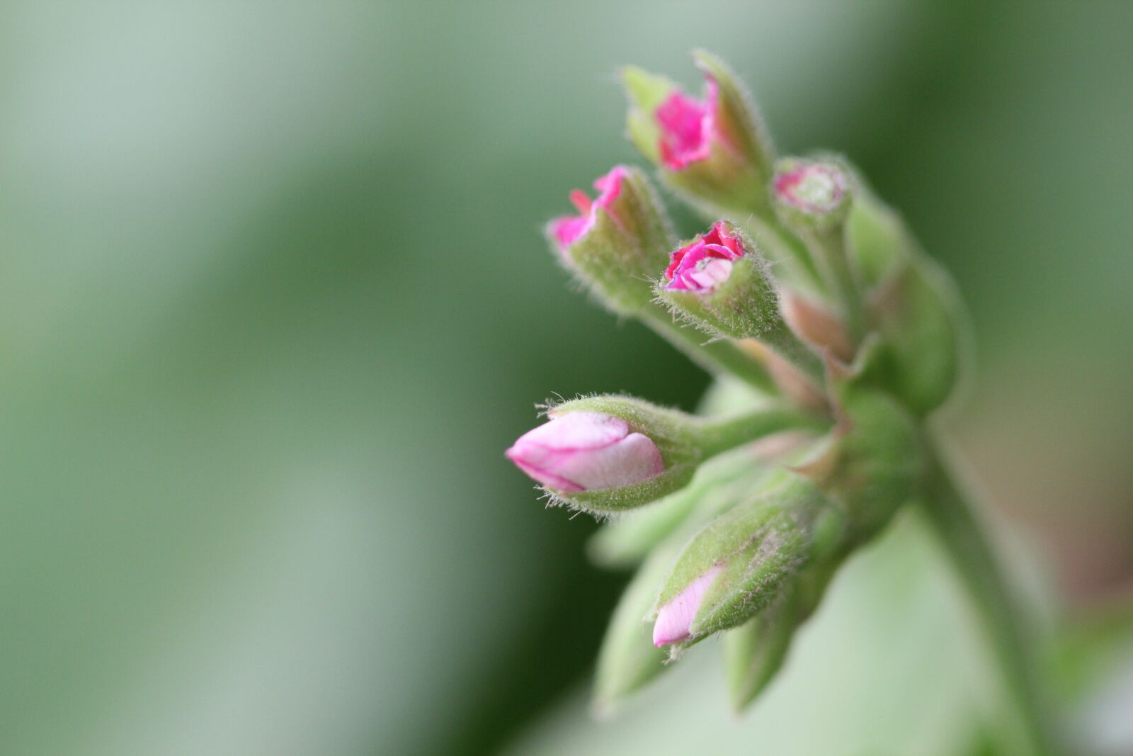 Canon EOS 550D (EOS Rebel T2i / EOS Kiss X4) sample photo. Flower, rose, red rose photography