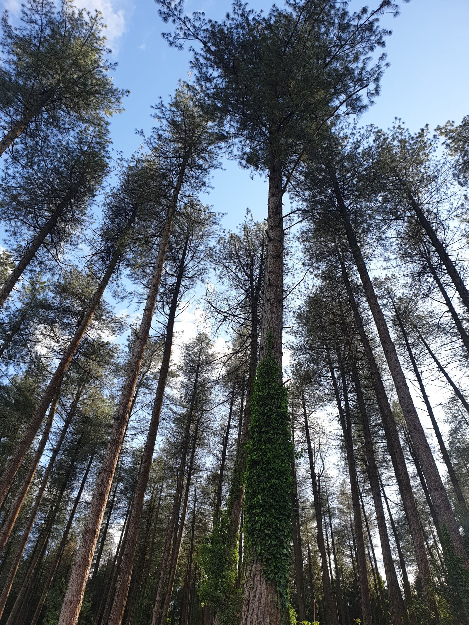 Samsung Galaxy S9+ sample photo. Forest, trees, pine photography