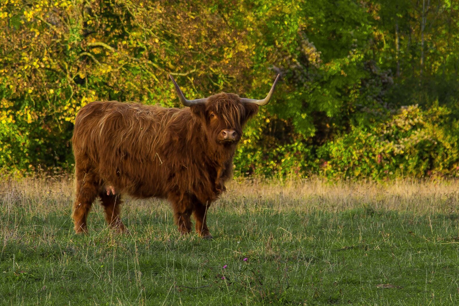 Canon EF 24-105mm F4L IS USM sample photo. Highland beef, beef, scottish photography