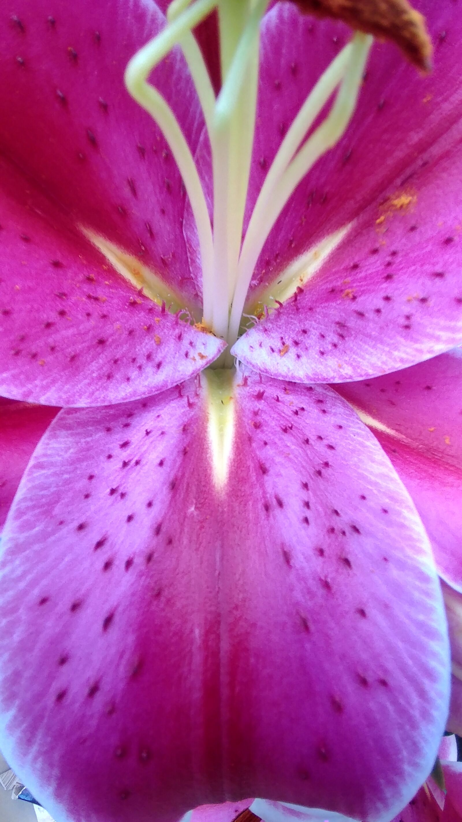 LG V20 sample photo. Flowers, nature, plants photography