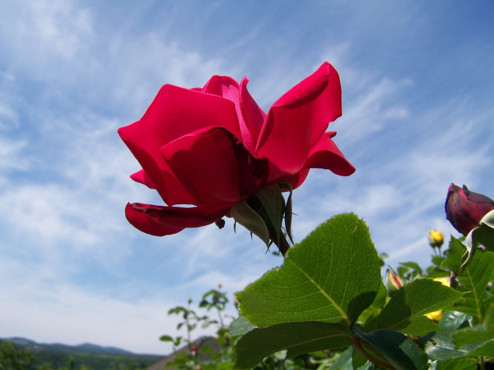 Kodak EASYSHARE ZD710 ZOOM DIGITAL CAMERA sample photo. Red rose, garden, blue photography