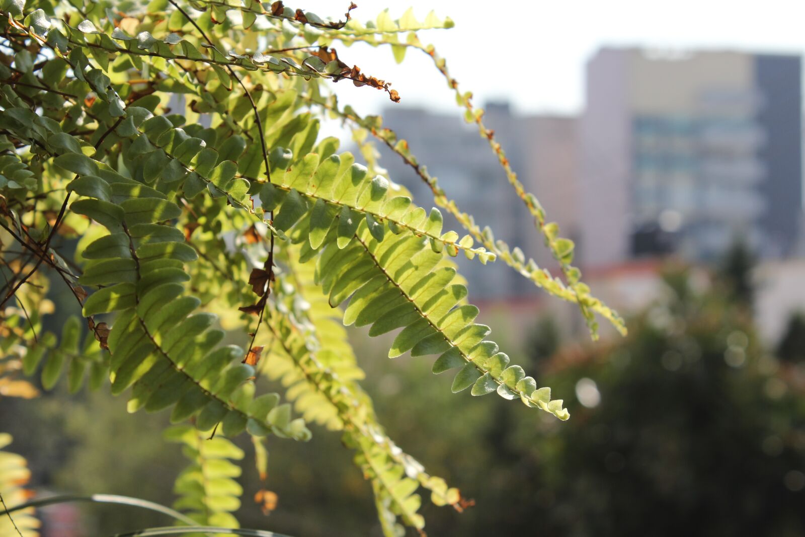 Canon EOS 1200D (EOS Rebel T5 / EOS Kiss X70 / EOS Hi) sample photo. Plant, garden, balcony photography