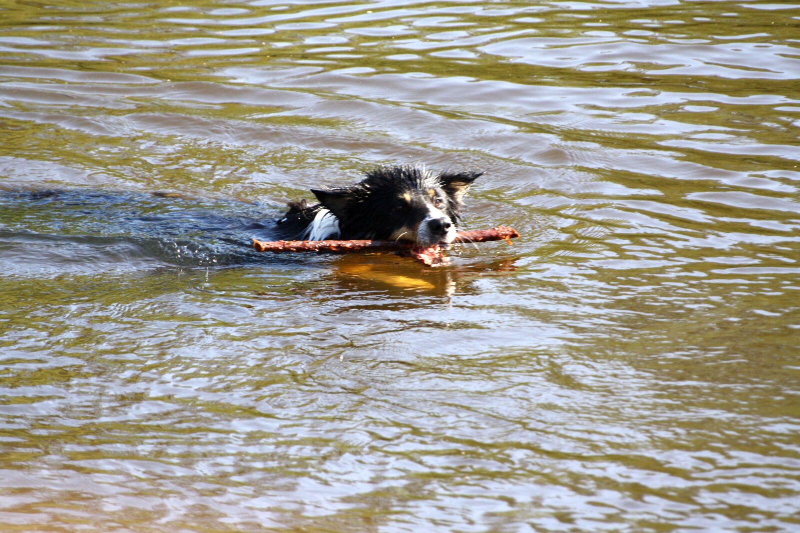 Canon EOS 1000D (EOS Digital Rebel XS / EOS Kiss F) sample photo. Dog, floor, swim photography