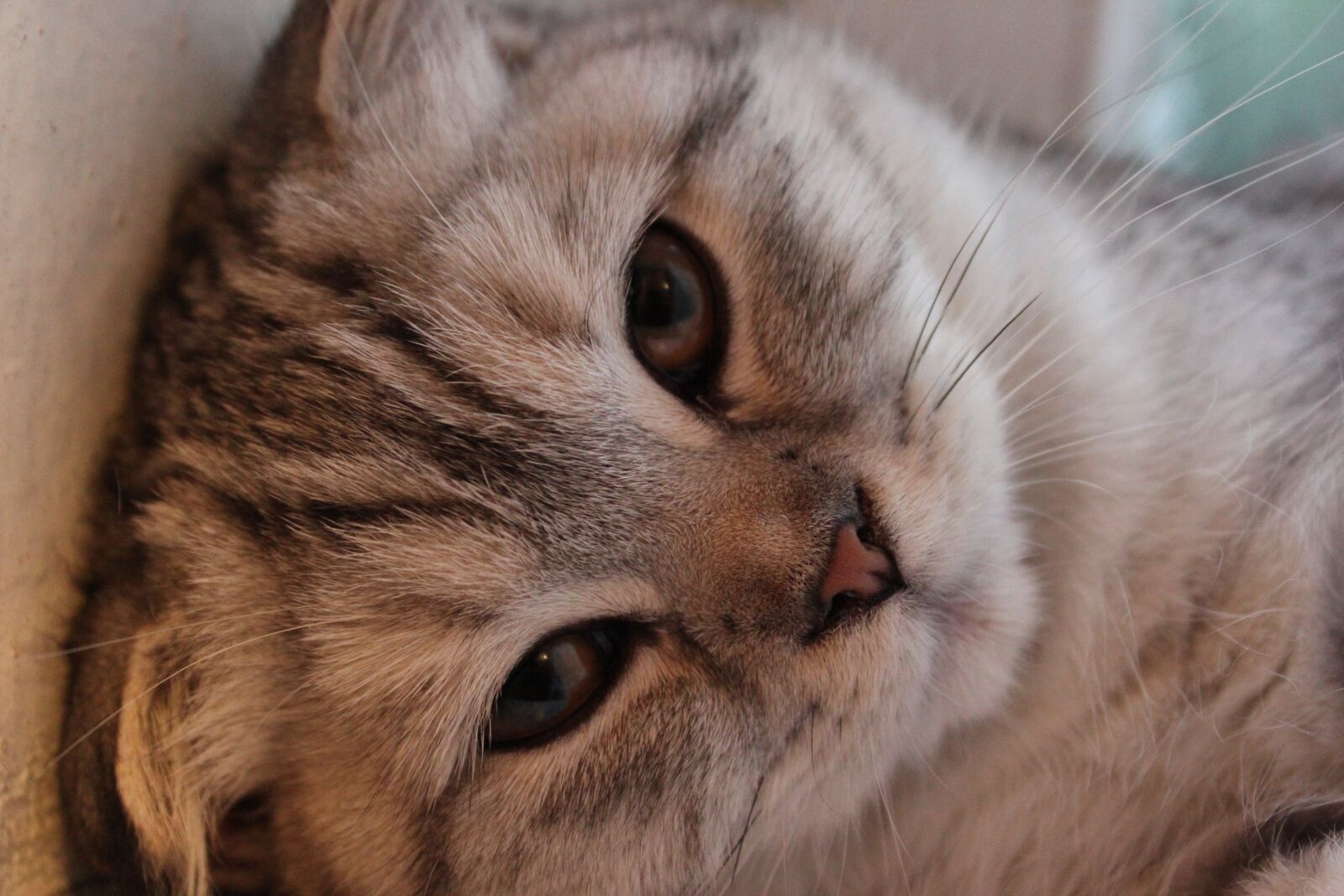 Canon EOS 550D (EOS Rebel T2i / EOS Kiss X4) sample photo. Cat, animals, feline photography