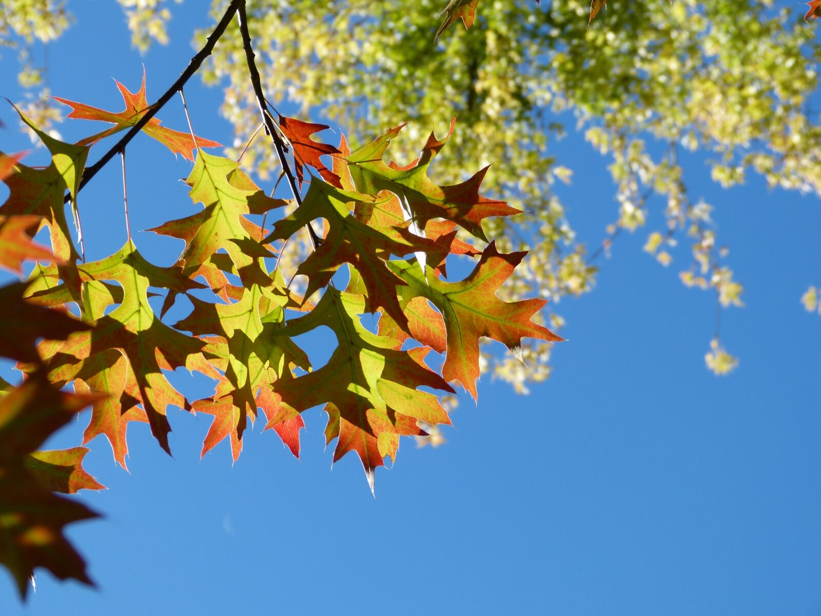 Panasonic Lumix DMC-FZ150 sample photo. Leaves, colorful, autumn photography