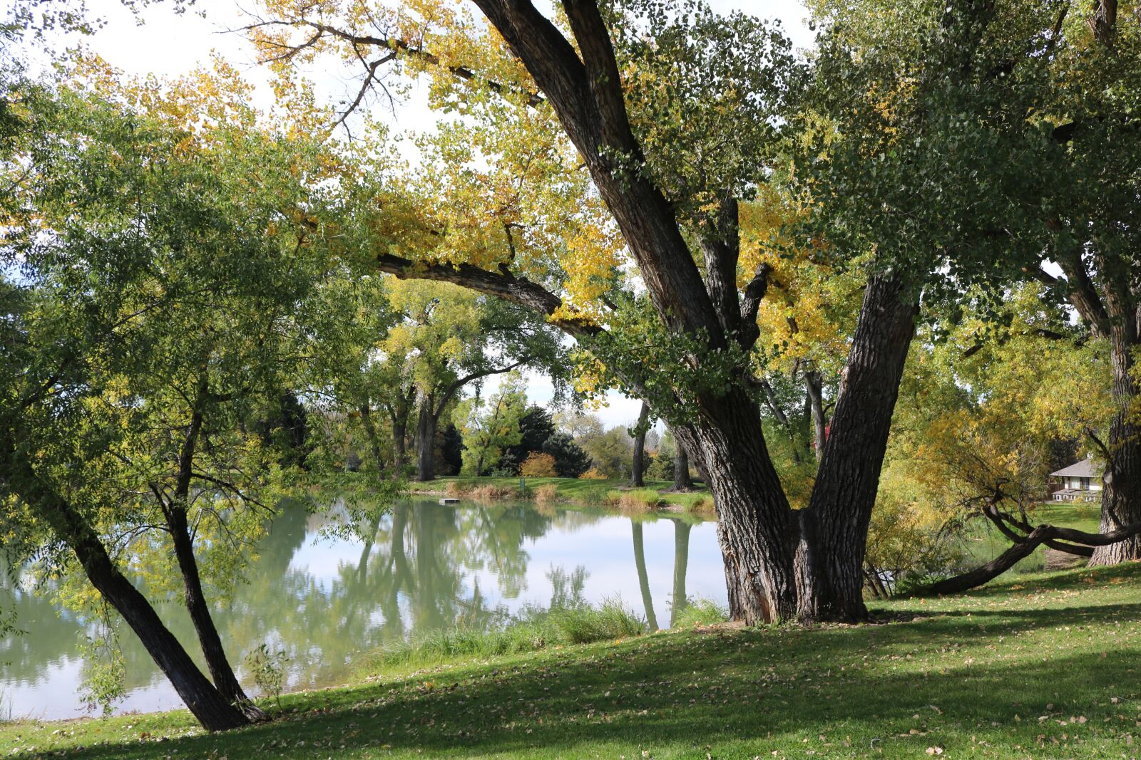 Canon EOS 750D (EOS Rebel T6i / EOS Kiss X8i) sample photo. Cottonwood park, cottonwood, greeley photography