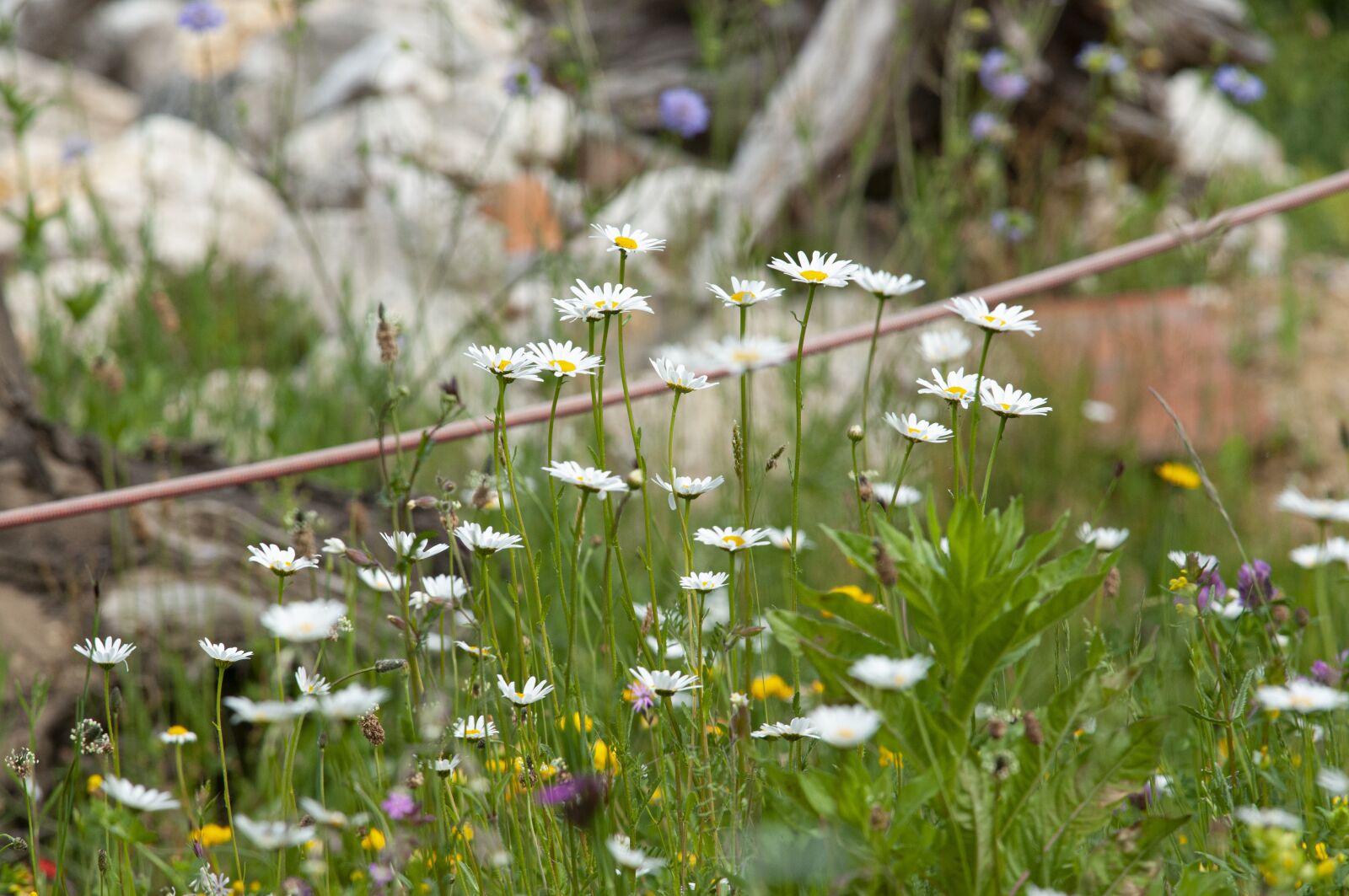 Nikon D300S sample photo. Flower meadow, stones, wood photography