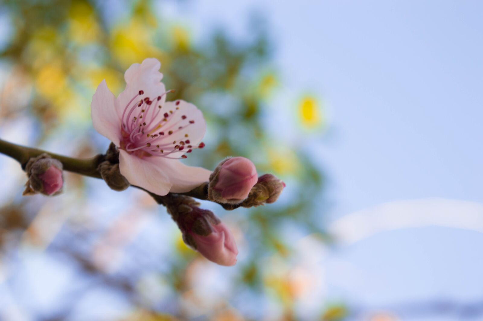 Nikon D3200 sample photo. Green, flower, nature photography