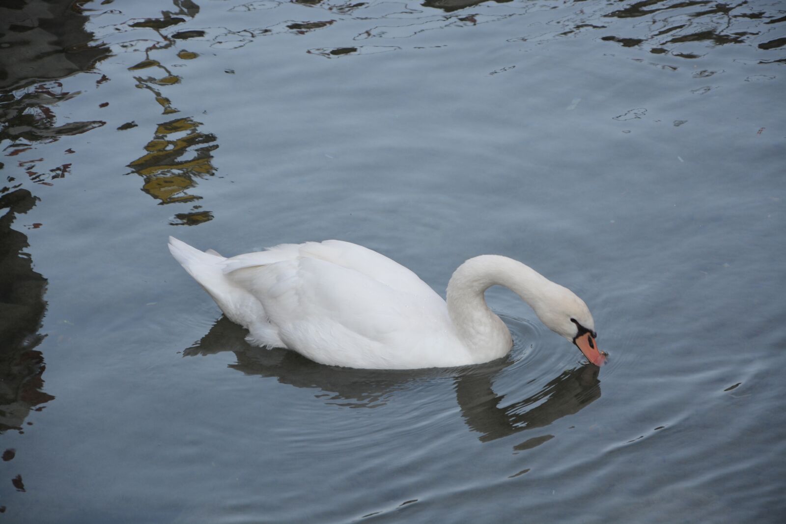Nikon D5200 sample photo. Swan, white, lake photography