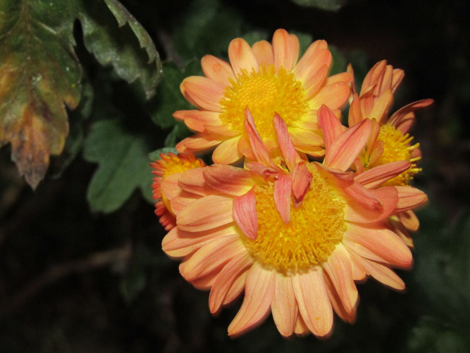 Canon PowerShot SX410 IS sample photo. Close, up, of, orange photography