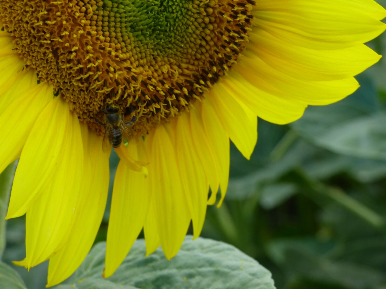 Panasonic DMC-FZ72 sample photo. Sunflower, flower, yellow photography