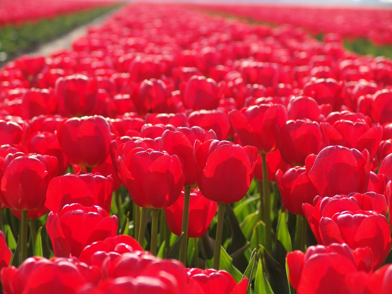 Sony DSC-F828 sample photo. Red tulip, flower, tulip photography
