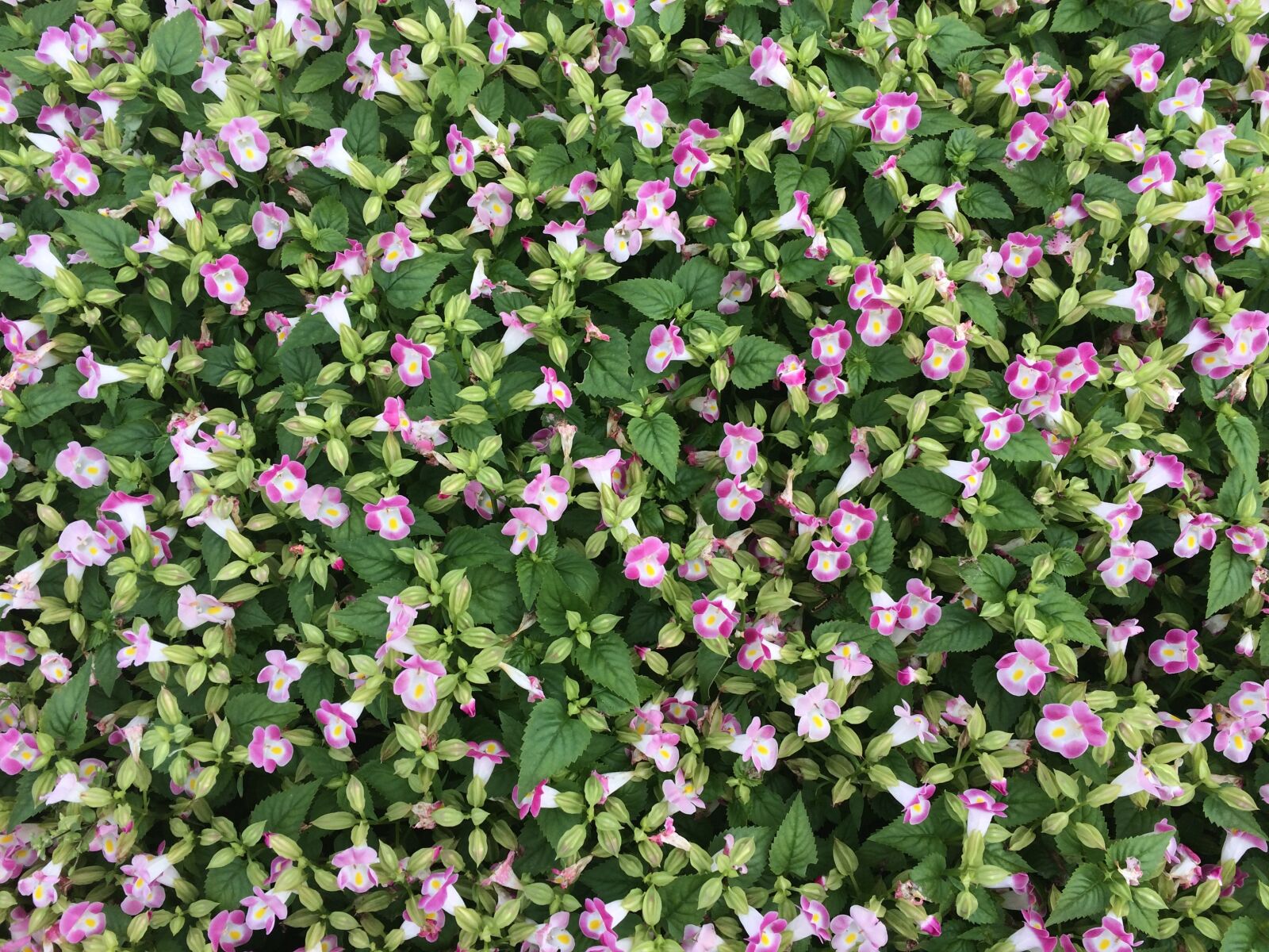 iPhone 5s back camera 4.15mm f/2.2 sample photo. Flowers, pink, floret photography