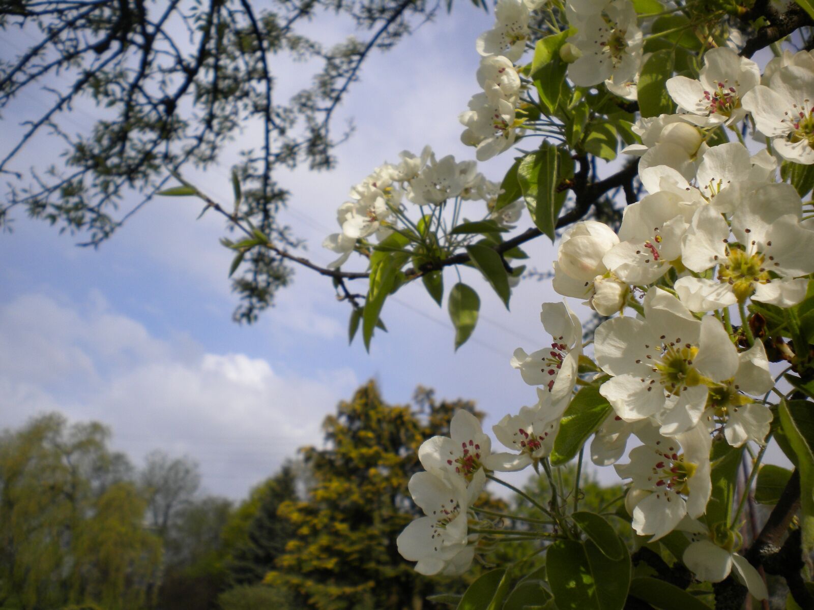 Nikon COOLPIX S225 sample photo. Blossom, bloom, cherry blossom photography