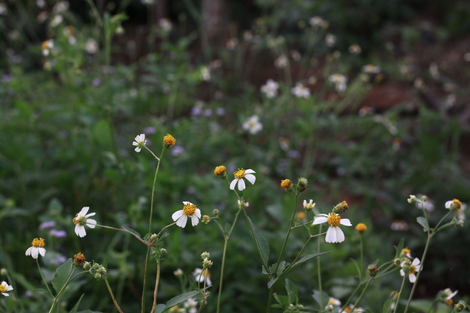 Canon EOS 50D sample photo. White, blossom, romantic photography