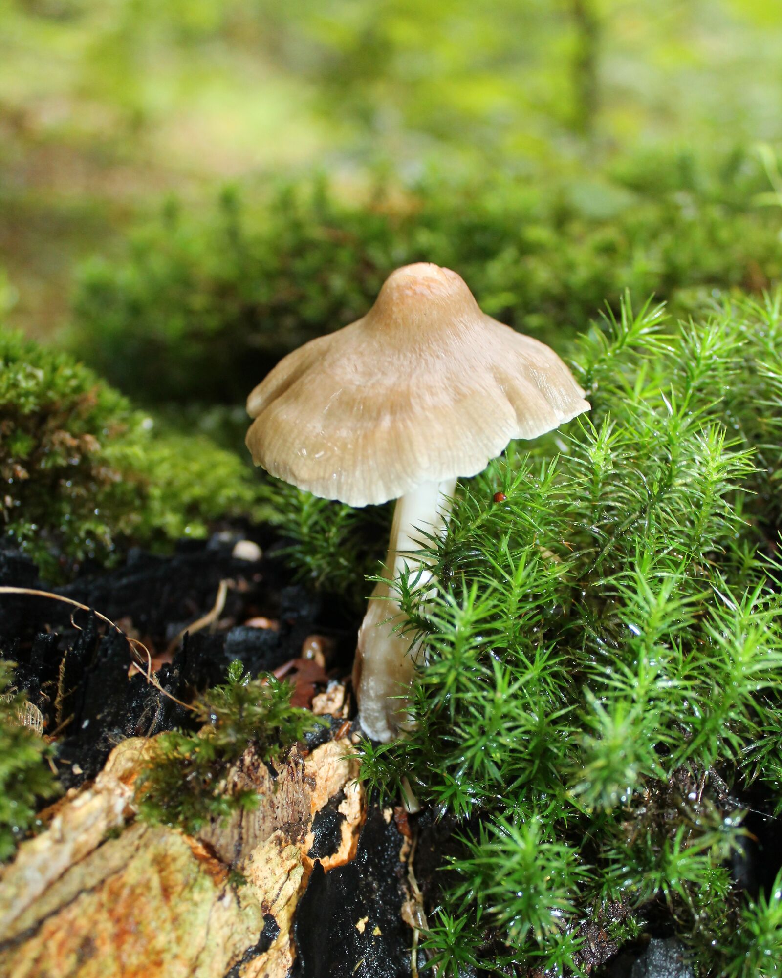 Canon EOS 1100D (EOS Rebel T3 / EOS Kiss X50) sample photo. Mushrooms, mushroom, natural photography