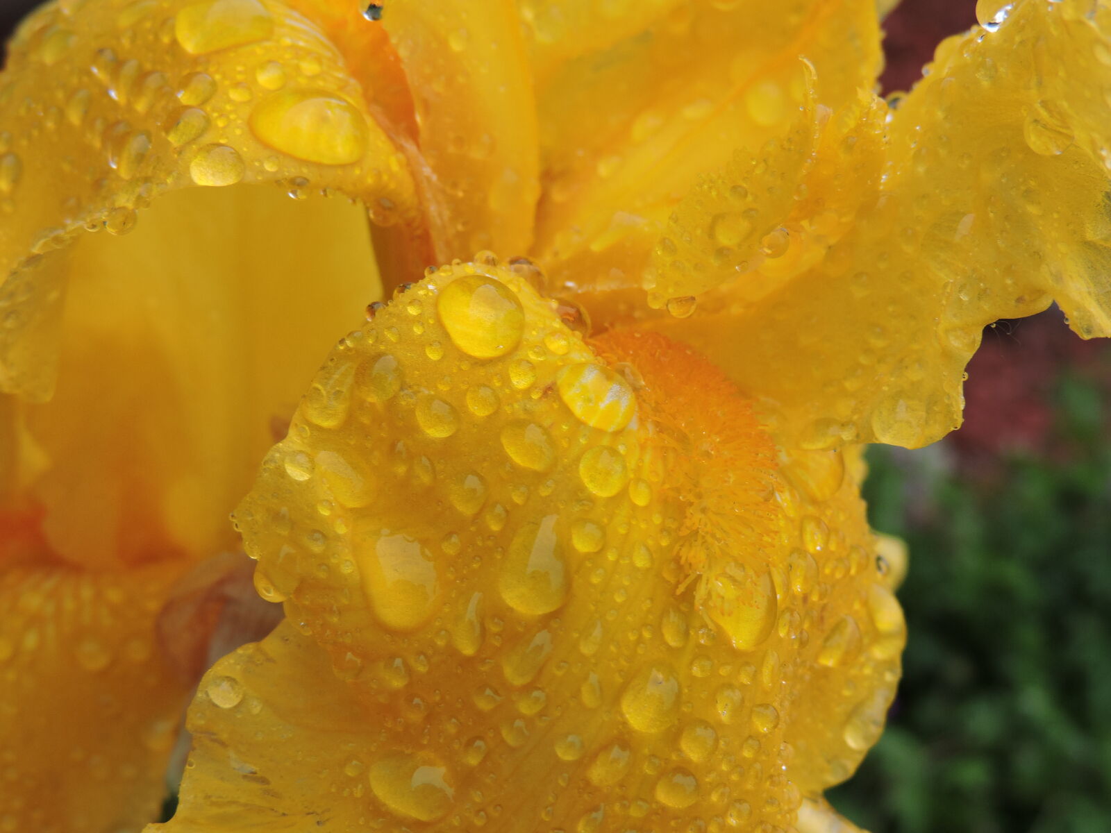 Nikon Coolpix P530 sample photo. Flower, raindrops, yellow, flower photography