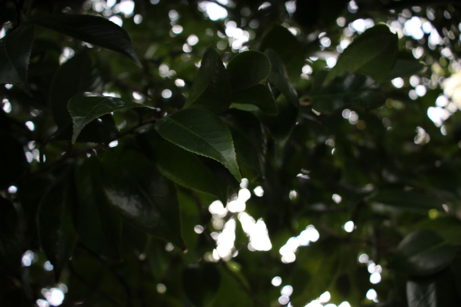 Canon EF-S 18-55mm F4-5.6 IS STM sample photo