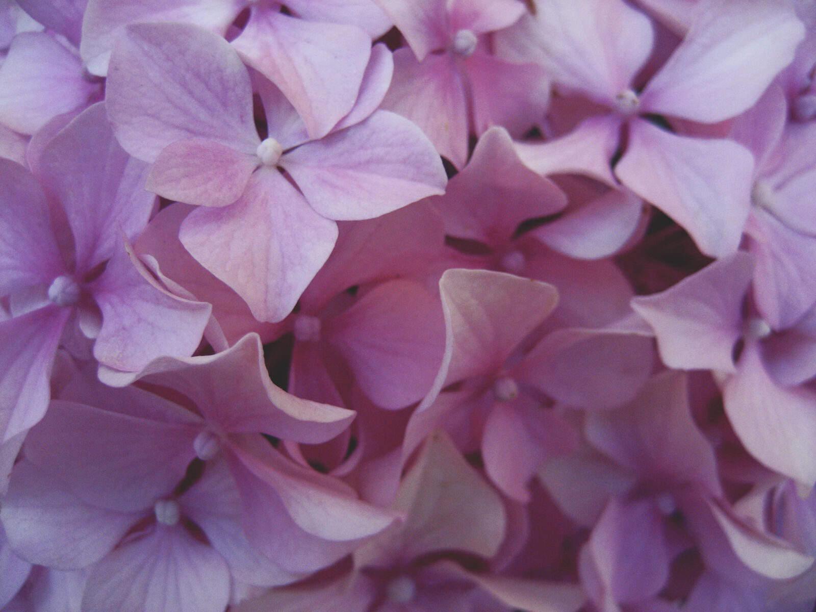 Canon DIGITAL IXUS 60 sample photo. Flower, petals, purple, tender photography