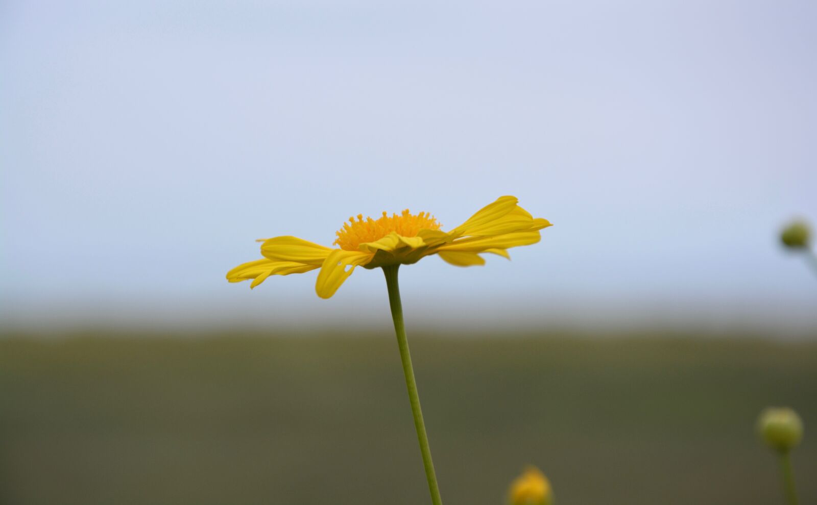 Nikon D5200 sample photo. Flower, yellow daisy, yellow photography