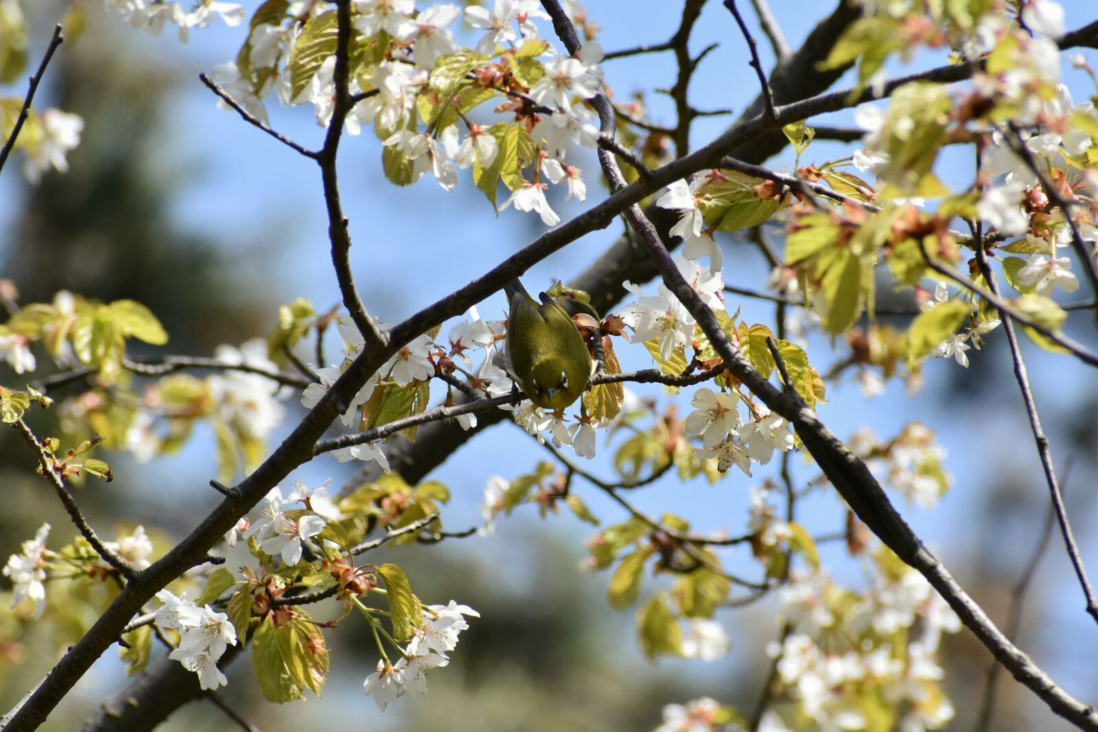 Nikon D7200 sample photo. Natural, landscape, plant photography