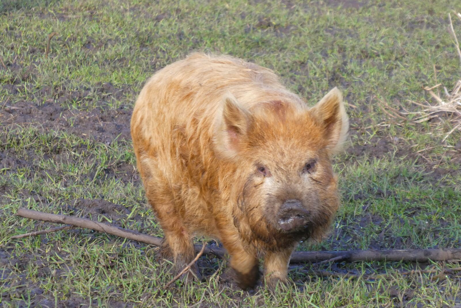 Panasonic Lumix DC-ZS70 (Lumix DC-TZ90) sample photo. Kune kune pigs, pigs photography