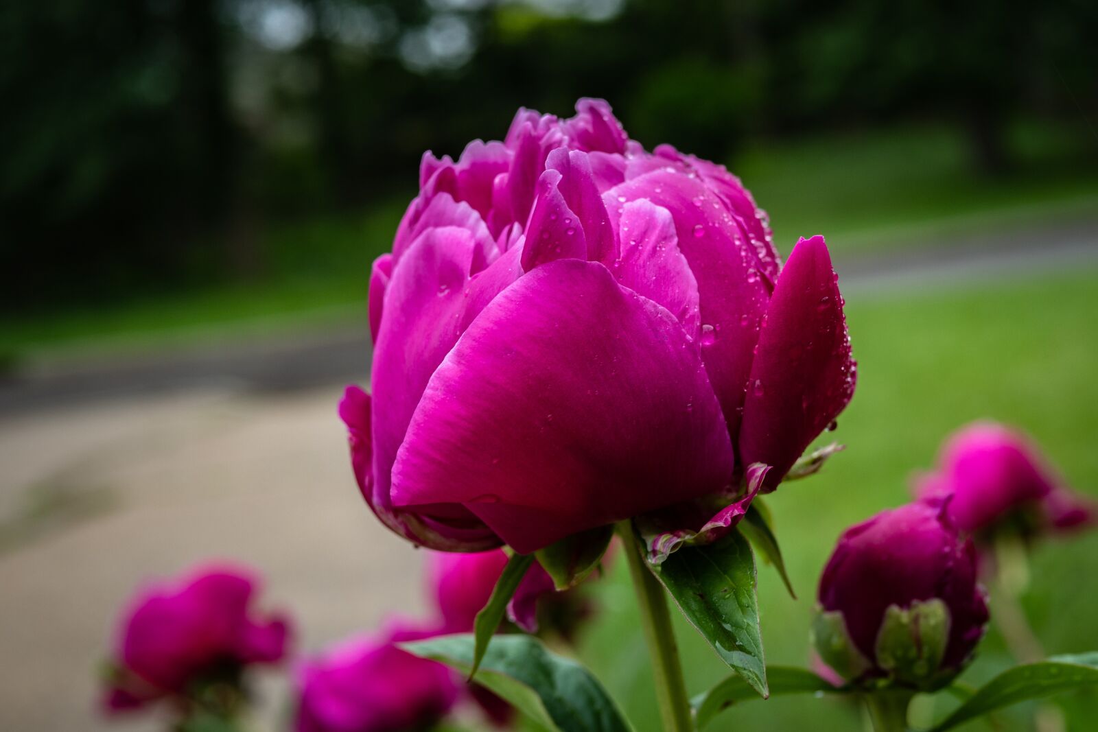 Panasonic Leica DG Summilux 25mm F1.4 II ASPH sample photo. Peony, garden rose, flower photography