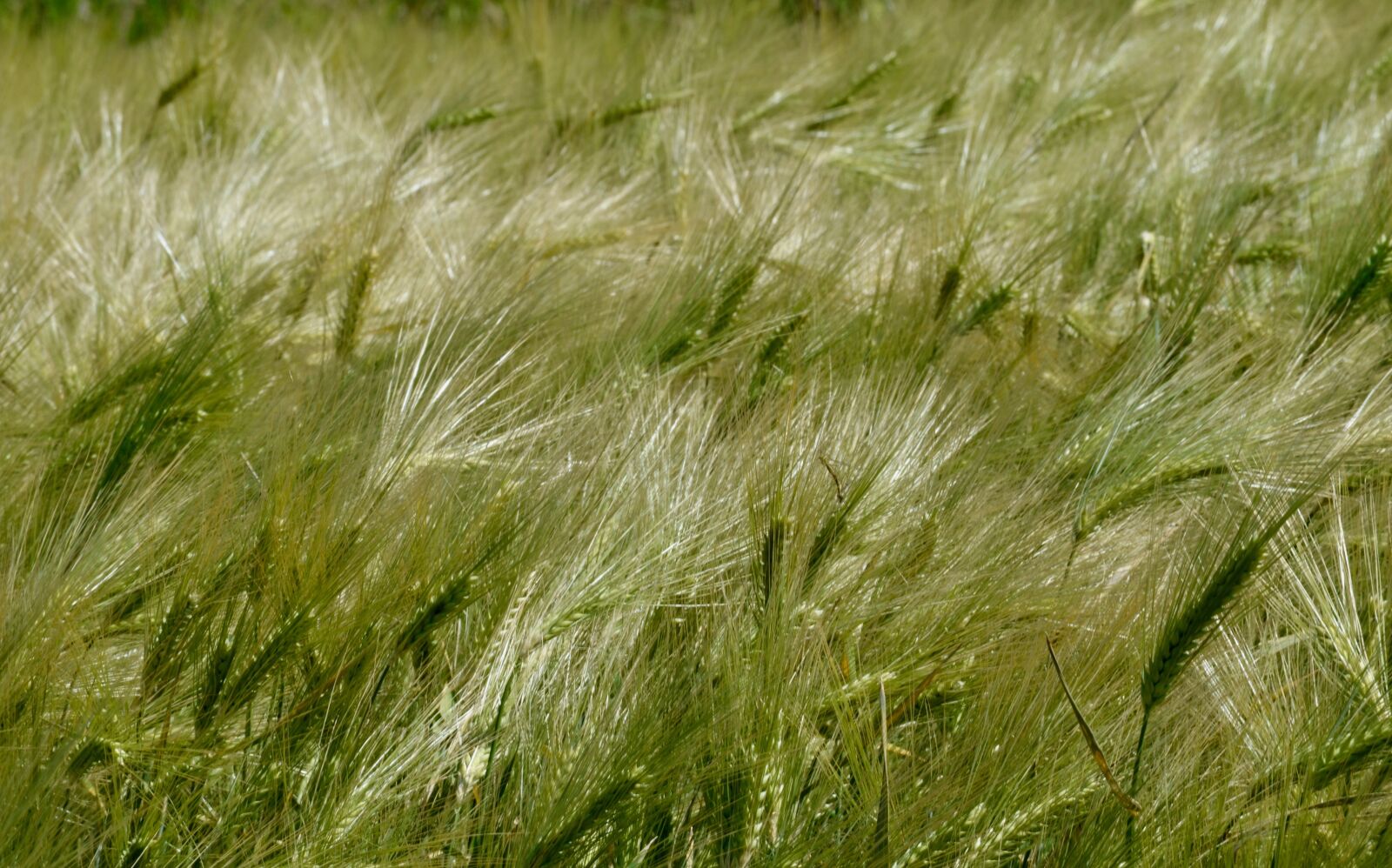 Nikon D5100 sample photo. Cereals, barley, spike photography